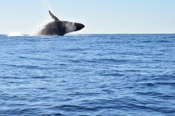 Fototapeta premium Whale jumping