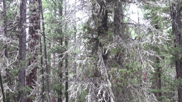 Old overgrown coniferous forests in the Altai Mountains. Heavy lichens (Evernia sp.) on the branches. - The abundance of lichens is evidence of a good ecological situation.