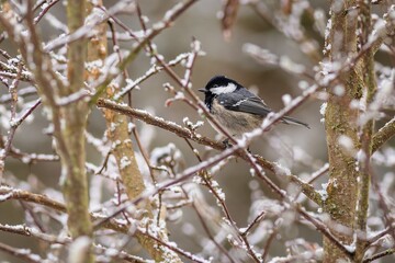 A small bird, black, grey, beige and white coal tit, perching on a bush twig covered with snow on a winter day.