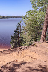 Sunny sandy beach and view of the forest lake against the backdrop of coniferous forest and blue sky