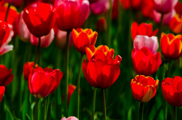 field of red and pink tulips on a sunny day