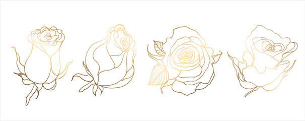 Golden roses isolated on white background. Hand drawn flower. Vector illustration. For greeting cards and wedding invitations, birthday, Valentines Day, Mothers Day and others.