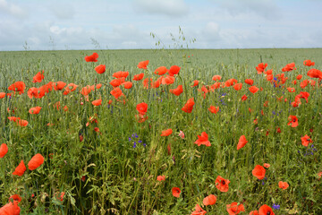 Wild poppy growing on a farm field among crops