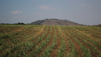 field of wheat