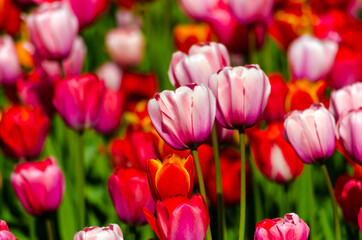 pink tulips in the field during the day