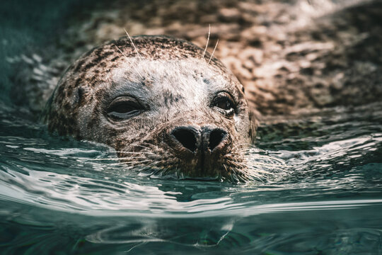 close up of a seal