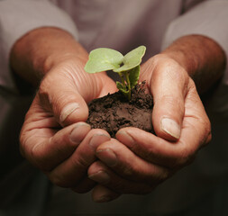 old senior man's hands holding green Sprout growing seedling growing from soil
