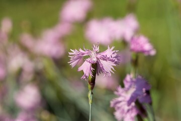 Dianthus - carnation