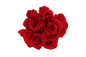 白背景の薔薇の花束