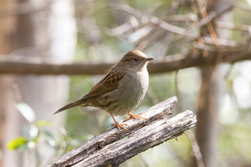 木の枝にとまるカヤクグリ