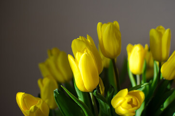 a bouquet of yellow tulips in the sun close up