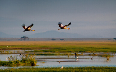 Kenya, Amboseli, crested crane
