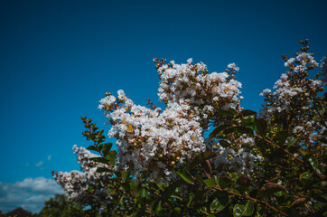 flowers and sky