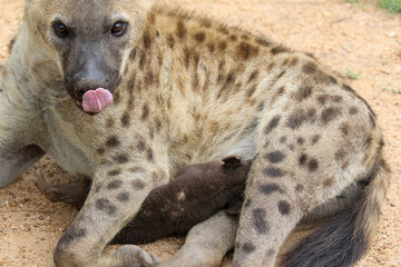 Spotted Hyena with pup, Kruger National Park