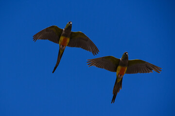 burrowing parrot (Cyanoliseus patagonus) flying in the wild