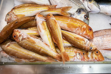 Fresh red mulet fish for sale at a market in Porto, Portugal