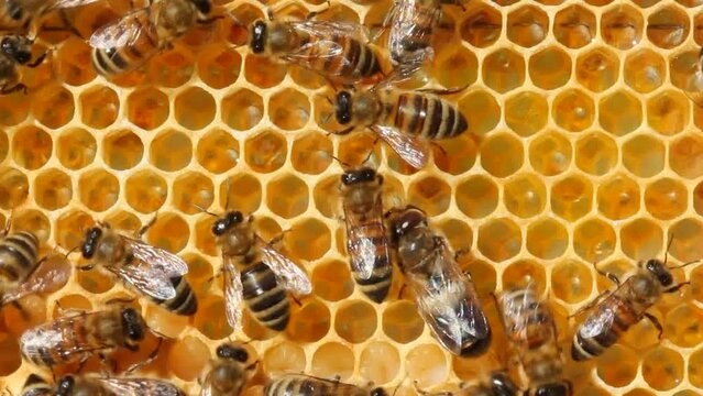 Bees and drones.
Drones are male bees. They inseminate queens of bees.
