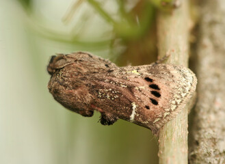 Ghost mimic butterfly on leaf from southen Brazil