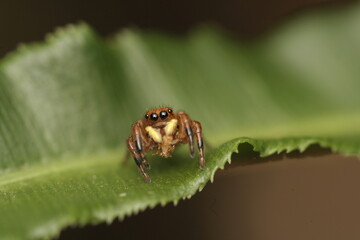 Jump spider (Phiale sp.) in a pinnae of the Blechnum fern.