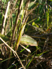 Stick grasshoper camuflating in the grass (probably related to Proscopiidae family)