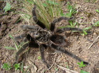 Tarantula spider from southern Brazil