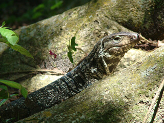 The lizard 