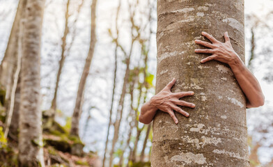 hands embracing the trunk of a tree in the middle of a forest. concept of love for nature and forests. care for the environment