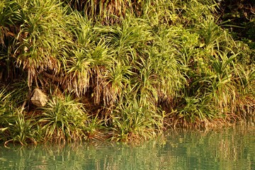 沖縄県宮古島　海岸のアダン