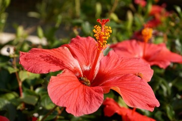 沖縄県宮古島　冬のハイビスカス　蜂