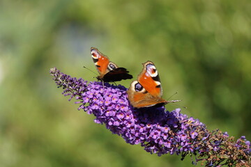 Pfauenauge auf Flieder