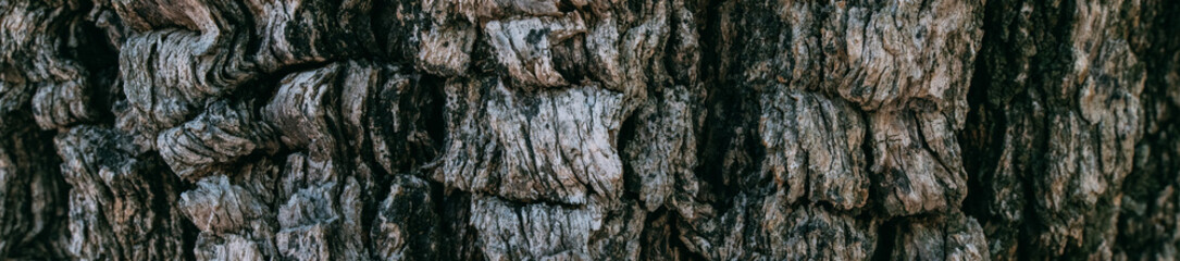The texture of the bark of a large old tree on a sunny day. Close-up. Macro
