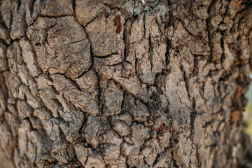 The texture of the bark of a large old tree on a sunny day. Close-up. Macro