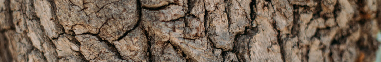 The texture of the bark of a large old tree on a sunny day. Close-up. Macro