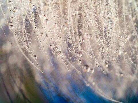 white feather with dew drops - macro photo
