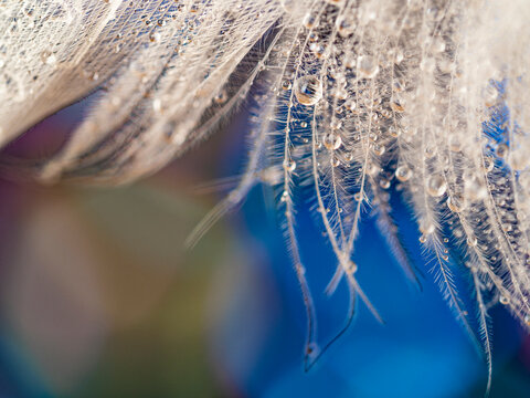 white feather with dew drops - macro photo