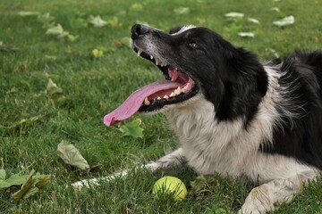 Border Collie dog sitting on green grass, panting with his tongue sticking out. Yellow tennis ball between his front legs. - Powered by Adobe
