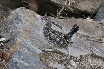 Female Spruce Grouse walking on brown rock. Profile view.