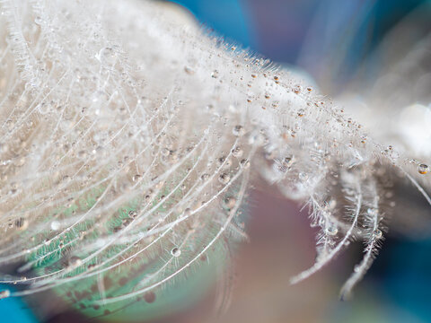 feather with dew drops - macro photo