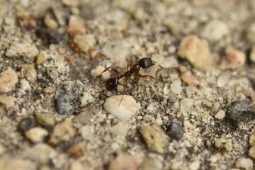 Close up of small brown ant, called a Pavement Ant, carrying a pupa, walking on cement sidewalk.