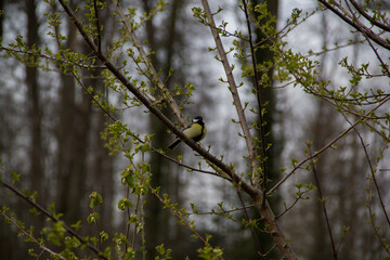 Great tit among mysterious woods.