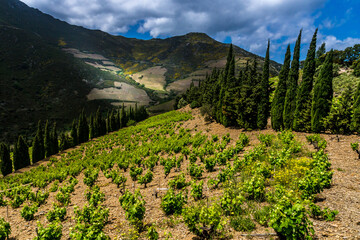 Vignole de l'appellation Banyuls dans les Pyrénées Orientales