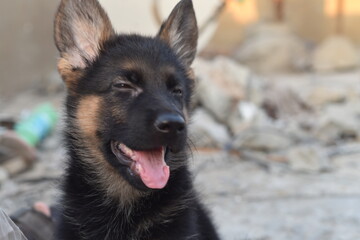 german shepherd puppy