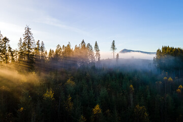 Aerial view of dark green pine trees in spruce forest with sunrise rays shining through branches in foggy autumn mountains