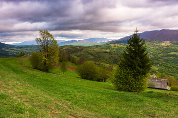 Fototapeta na wymiar dramatic mountain scenery with trees and meadows. beautiful afternoon in springtime. green rural landscape with rolling hills beneath a cloudy sky in evening light. transcarpathia, ukraine