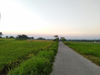 Obraz premium road in the countryside and surrounded by a beautiful rice field area