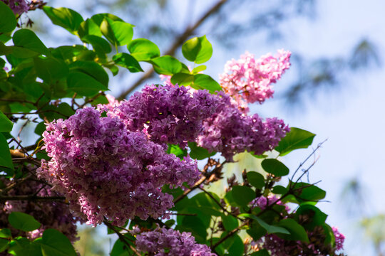 blossoming purple lilac bush in the garden. beautiful floral green nature background in spring season