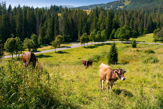 cow cattle on the grassy hillside meadow. rural landscape in summer. countryside scenery with pasture near the forest. concept of sustainability in agriculture