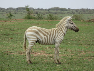 Albino Zebra - photo taken Kenya, Africa