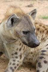 Spotted Hyena, Kruger National Park