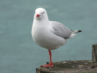 Seagull on one-leg - photographed in New Zealand
